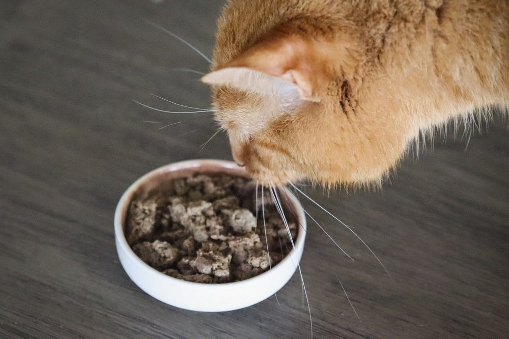 Close-up of Open Farm Freeze Dried Raw Harvest Chicken Cat Food kibble in a bowl
