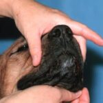 Calm owner petting a dog