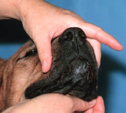 Calm owner petting a dog