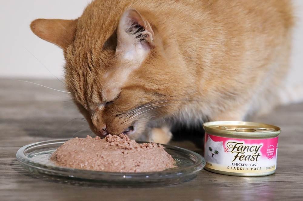 A cat enjoying Fancy Feast Wet Canned Cat Food Chicken Feast Classic Pate