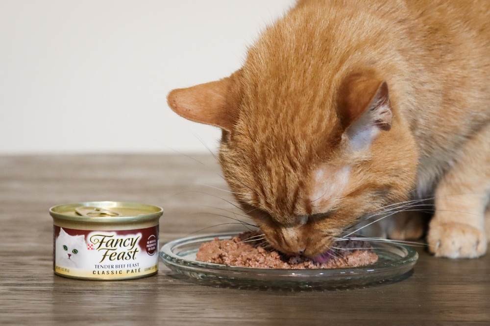 A cat enjoying Fancy Feast Wet Canned Cat Food Tender Beef Feast Classic Pate-3