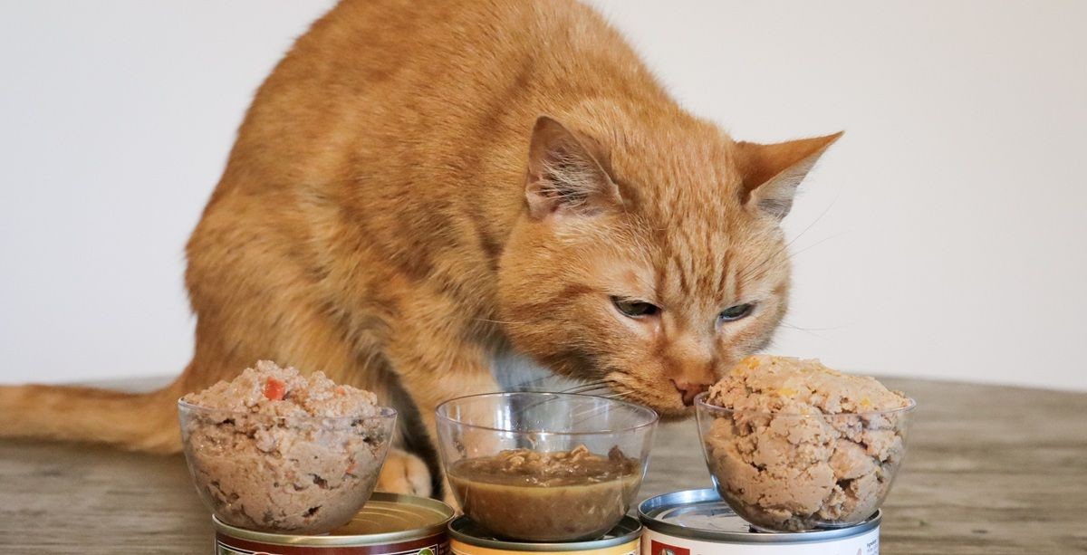 Orange tabby cat looking happy while enjoying his food