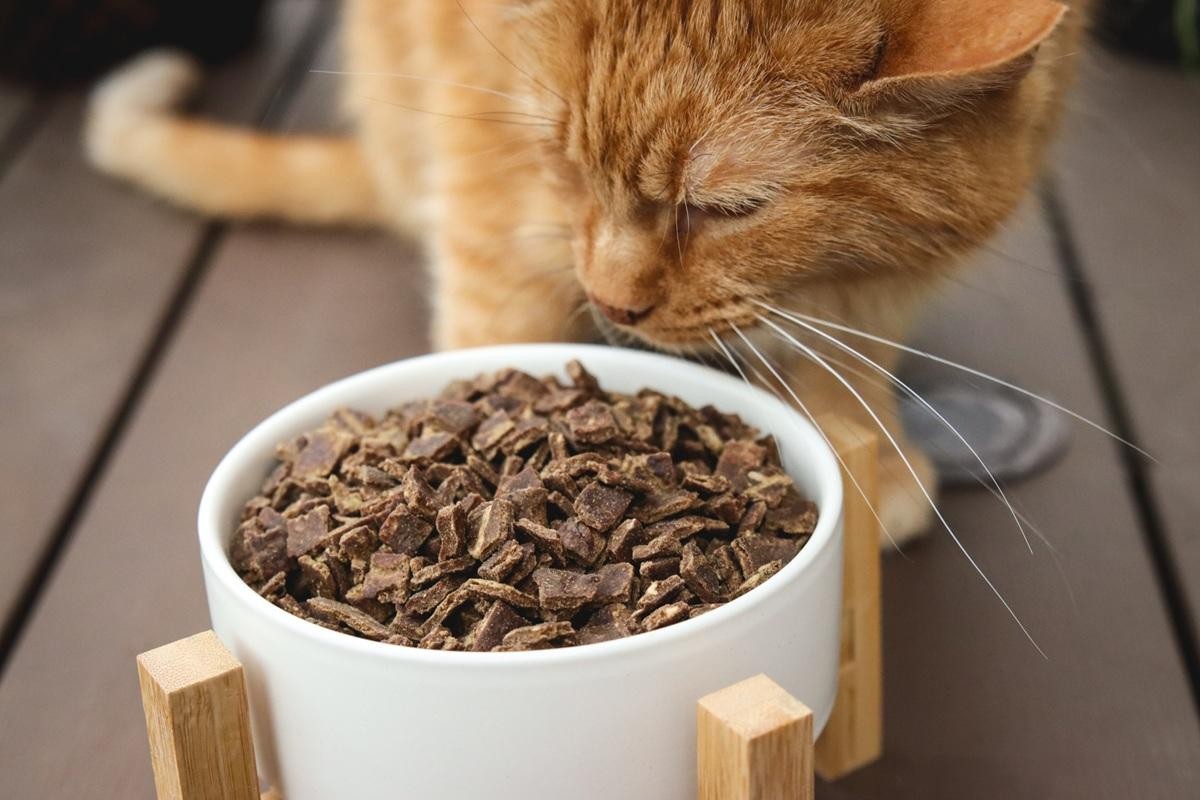 Tabby cat eating food in his bowl