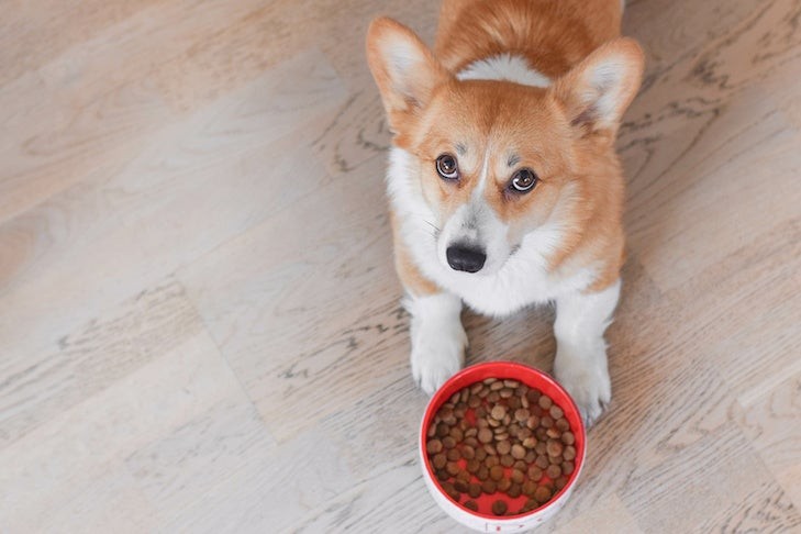 Pembroke Welsh Corgi laying next to its bowl of kibble, emphasizing the importance of balanced nutrition in dog food.
