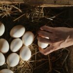 Raw eggs provide essential nutrients