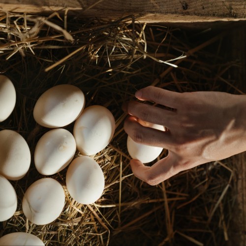 Raw eggs provide essential nutrients