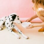 Dalmatian not eating looking sad