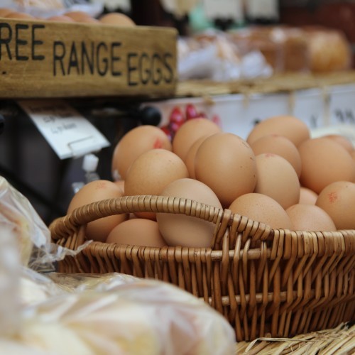 Feed Your Dog Raw Eggs