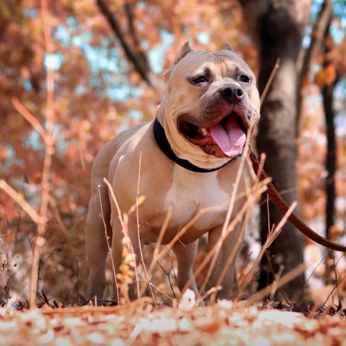 American Pitbull Terrier