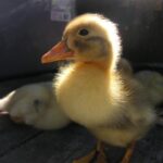 Ducklings in a brooder with straw bedding