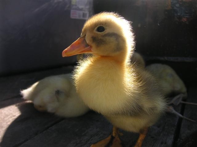 Ducklings in a brooder with straw bedding