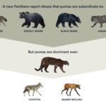 Mountain Lion and Wolf Competition