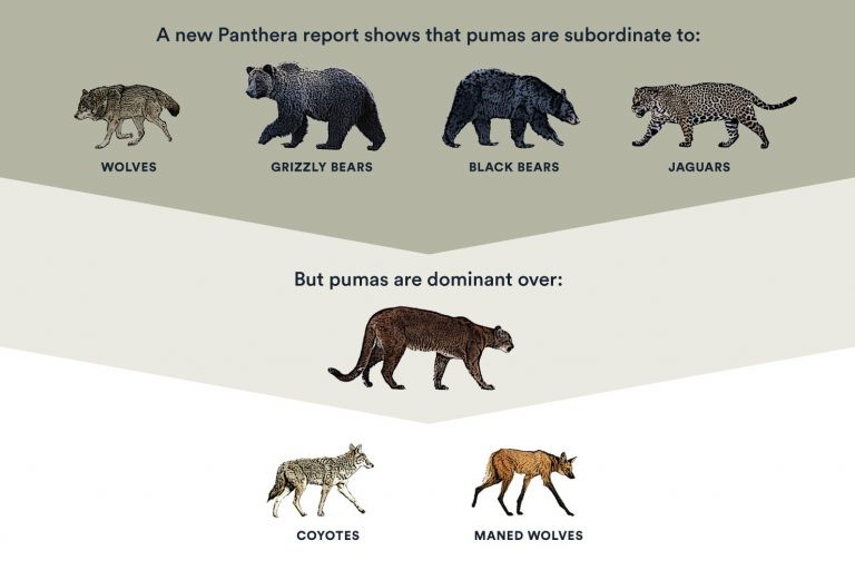 Mountain Lion and Wolf Competition