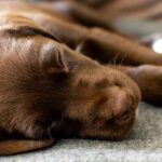 Puppy with upset tummy