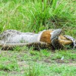 Python snake devouring a small gazelle