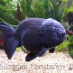 A black ranchu fancy goldfish, note the compact body shape