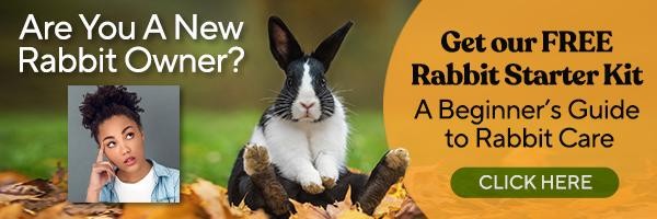 Rabbit enjoying a variety of fresh vegetables