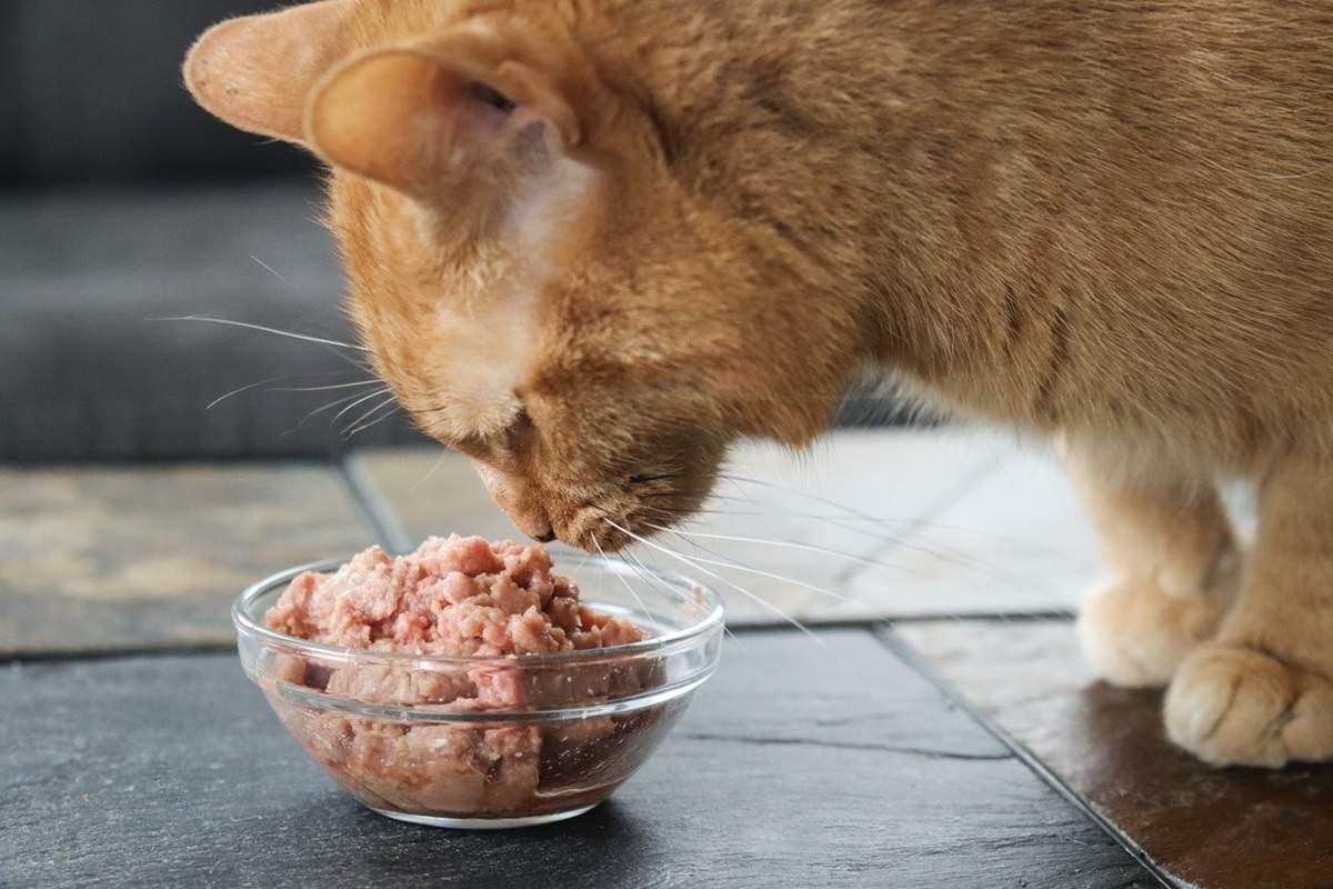 RAWR Eat Like A Lion Boneless Turkey Eats Fresh Frozen Raw Wet Cat Food