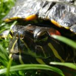 Red-eared slider eating greens in its habitat