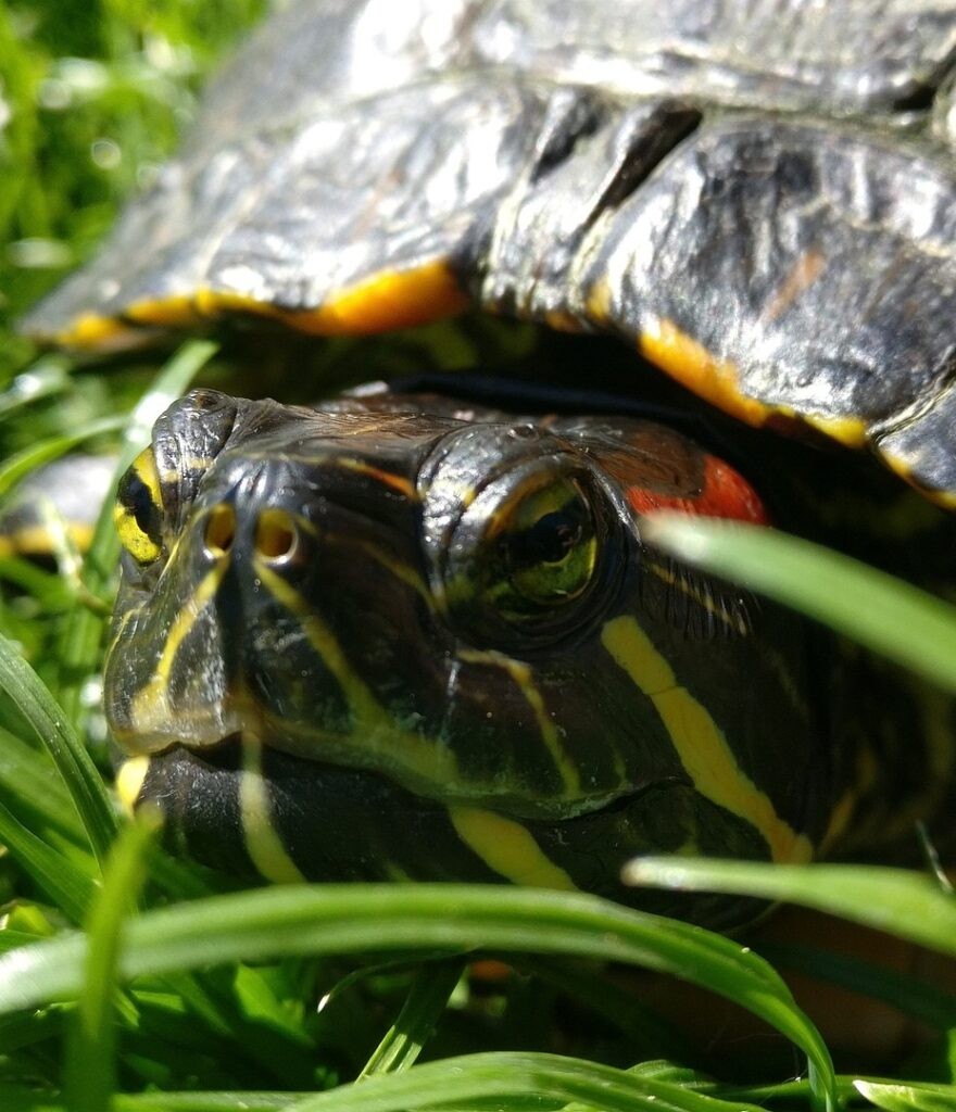 Red-eared slider eating greens in its habitat