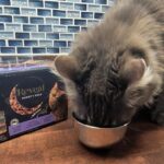 A cat eagerly eating Reveal wet food from a bowl