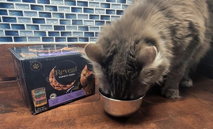 A cat eagerly eating Reveal wet food from a bowl