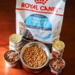 Royal Canin dry and wet cat food