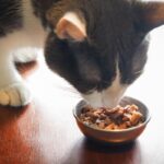 Domestic cat smelling his food in the bowl