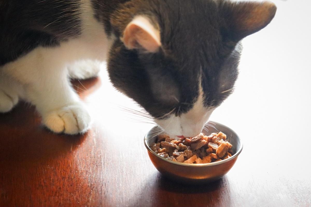 Domestic cat smelling his food in the bowl