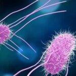 Salmonella bacteria