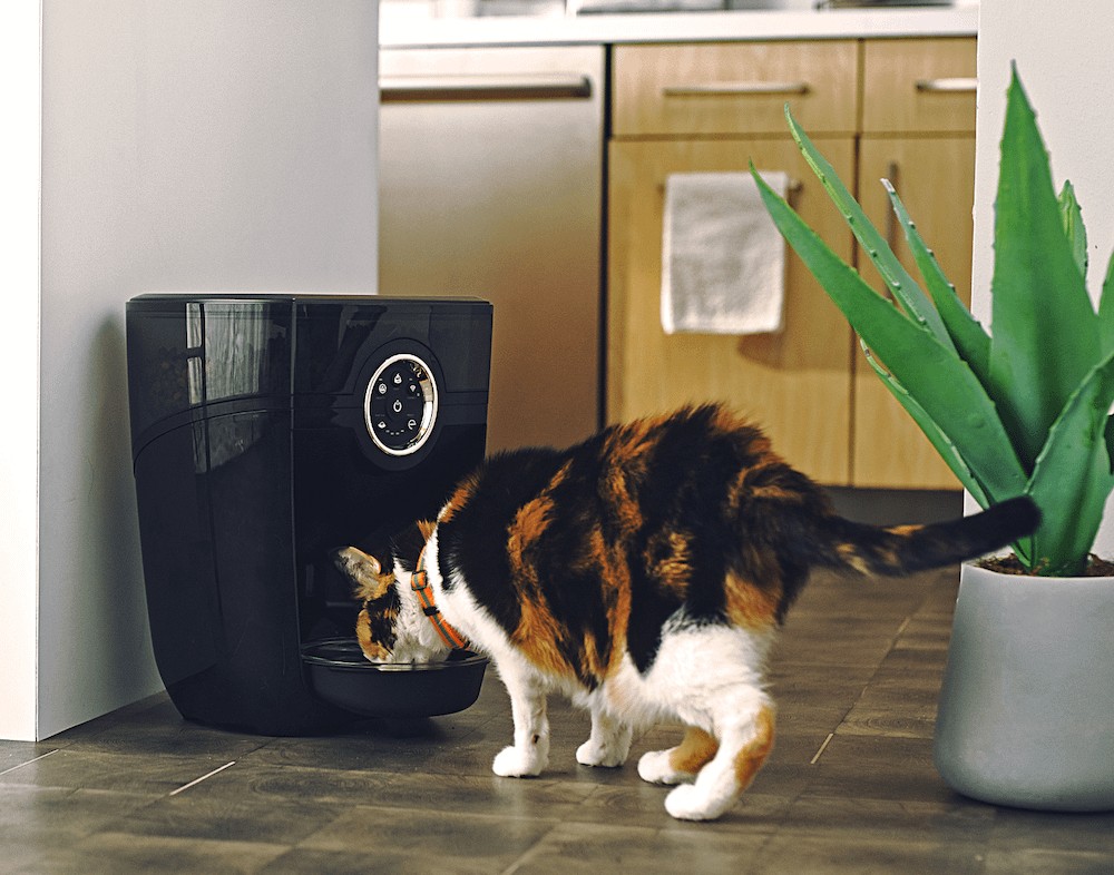 calico cat eating from Feeder-Robot