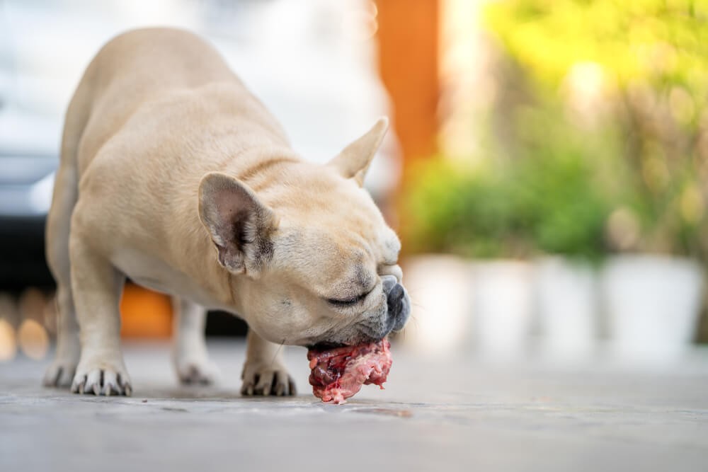 Dog eating home cooked meal