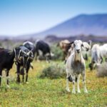 Goats grazing in a field