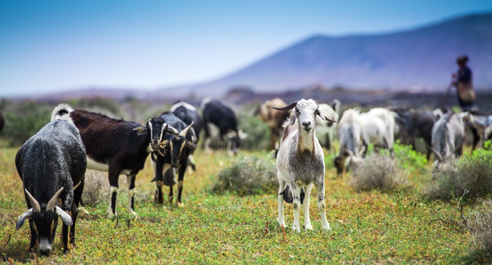 Goats grazing in a field