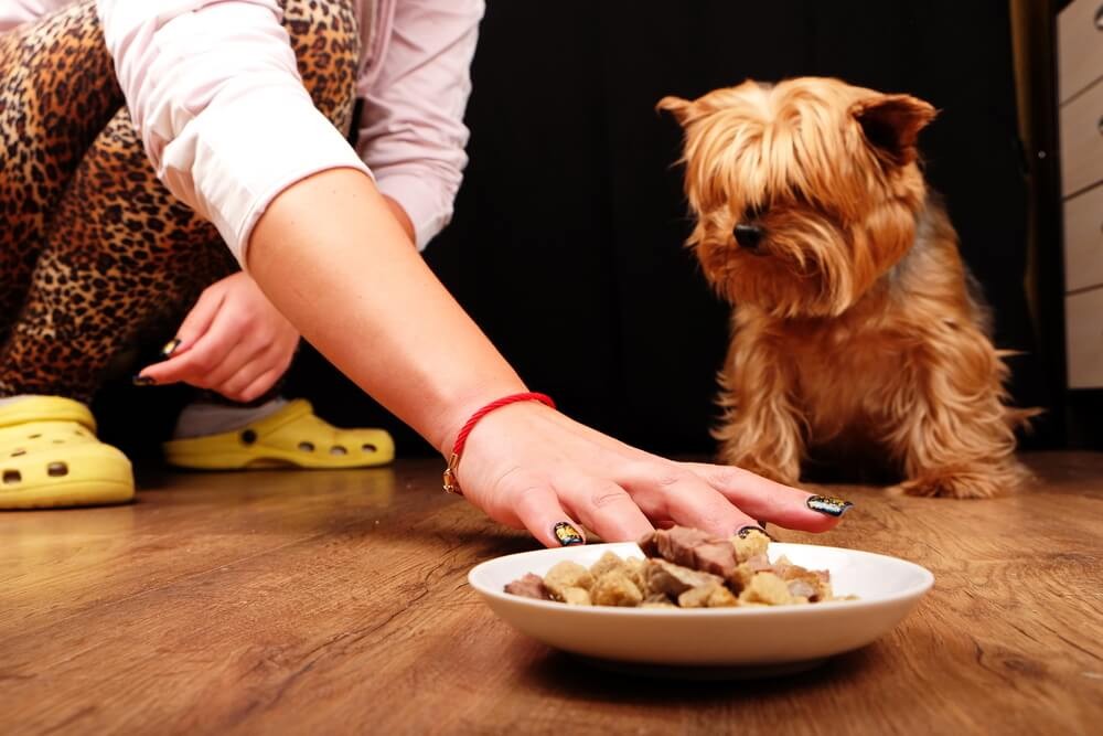 Dog refusing to eat