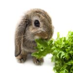 Rabbit eating bell pepper, showcasing safe human food for rabbits