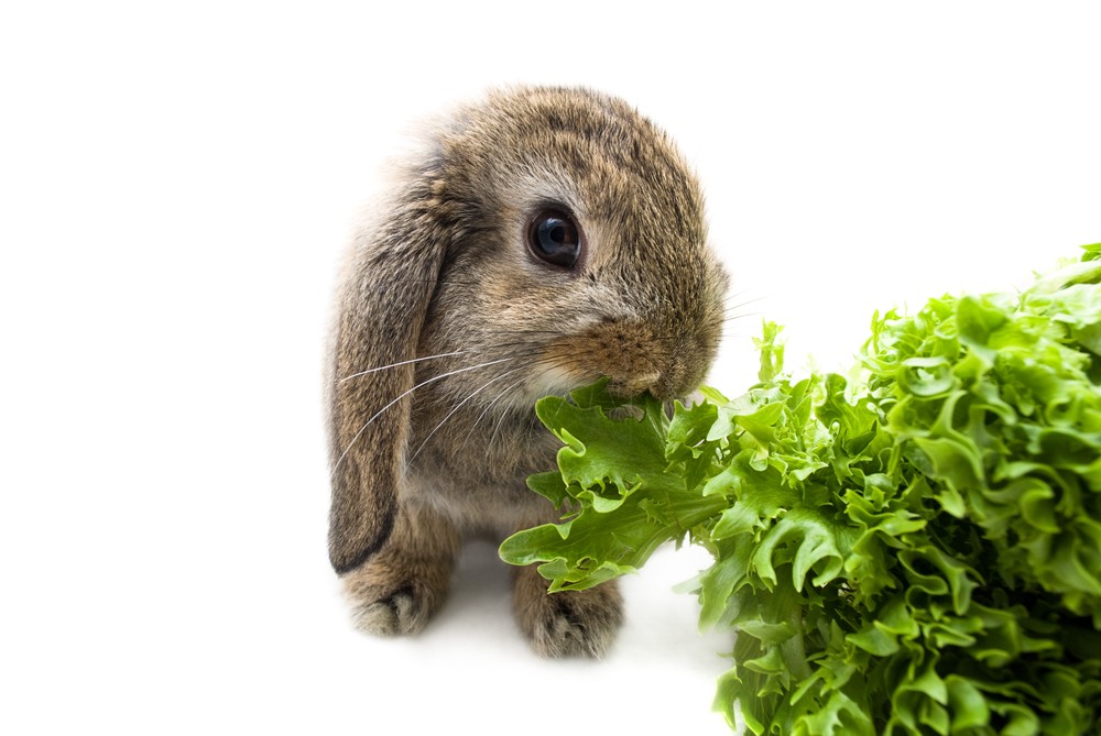 Rabbit eating bell pepper, showcasing safe human food for rabbits