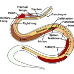 Snake anatomy