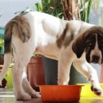 Contented dog enjoying a meal of baby food.