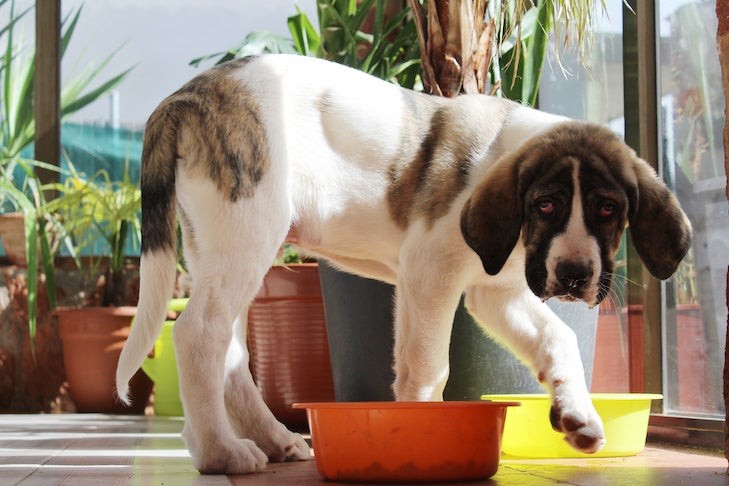 Contented dog enjoying a meal of baby food.