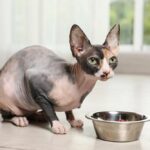 Sphynx cat enjoying softened dry food with gravy