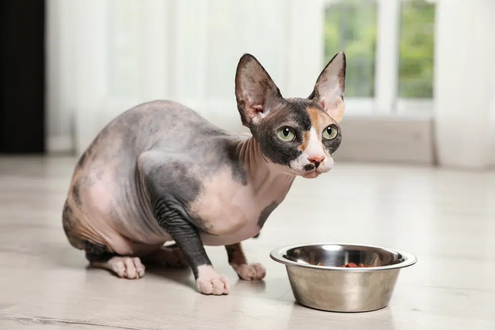 Sphynx cat enjoying softened dry food with gravy