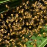 Tiny spiderlings dispersing after hatching