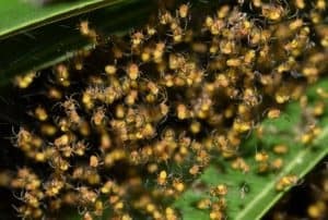 Tiny spiderlings dispersing after hatching