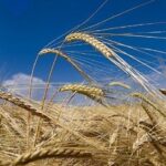 Close-up of barley grains