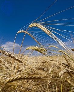 Close-up of barley grains