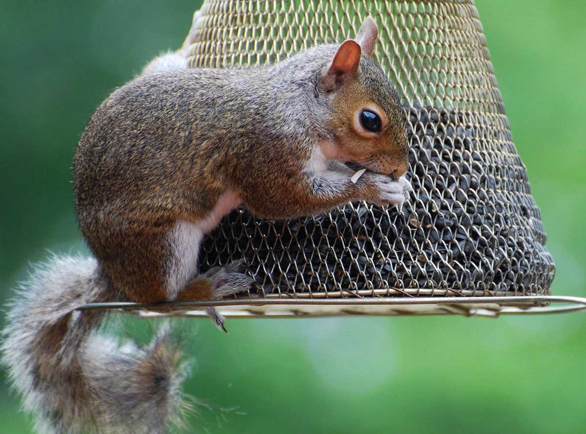 Squirrel Feeder Setup
