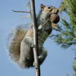 Squirrel Eating Nuts