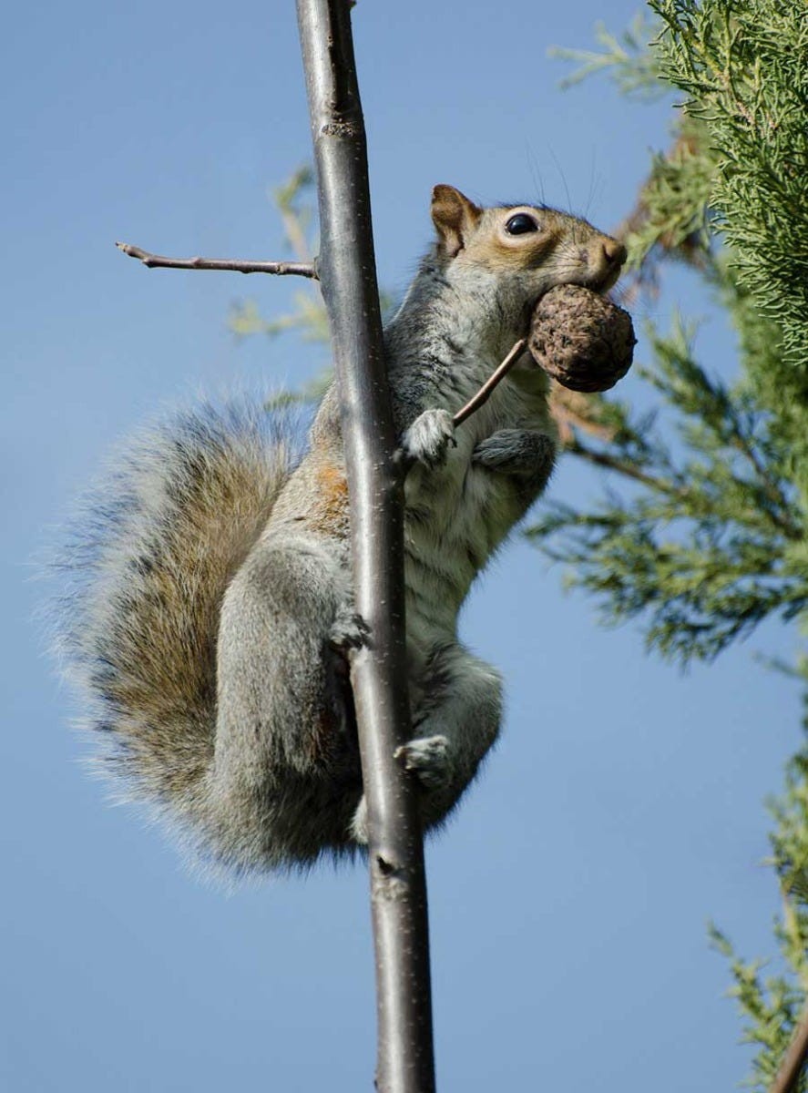Squirrel Eating Nuts