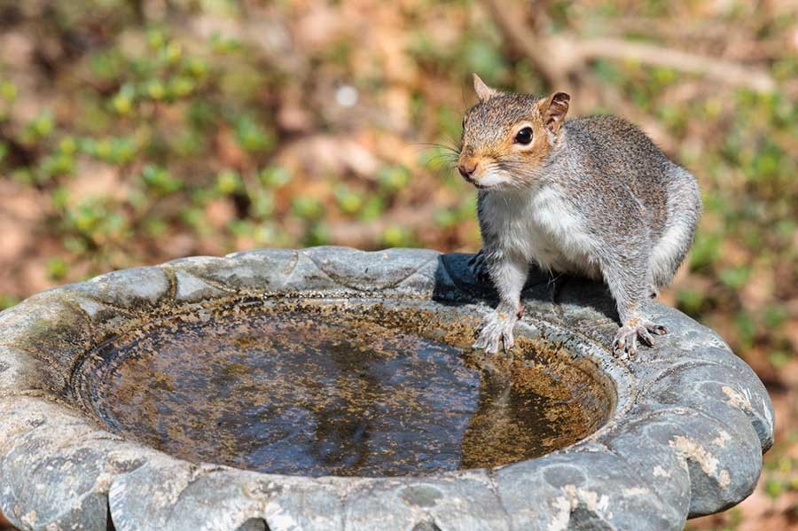 Squirrel Drinking Water